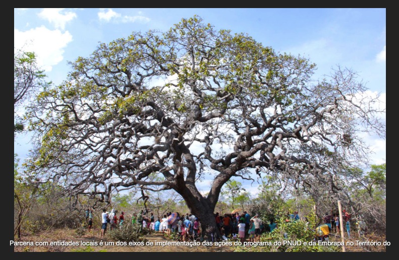 Projeto contribui para conservação do cerrado e da caatinga em Minas Gerais 2.JPEG