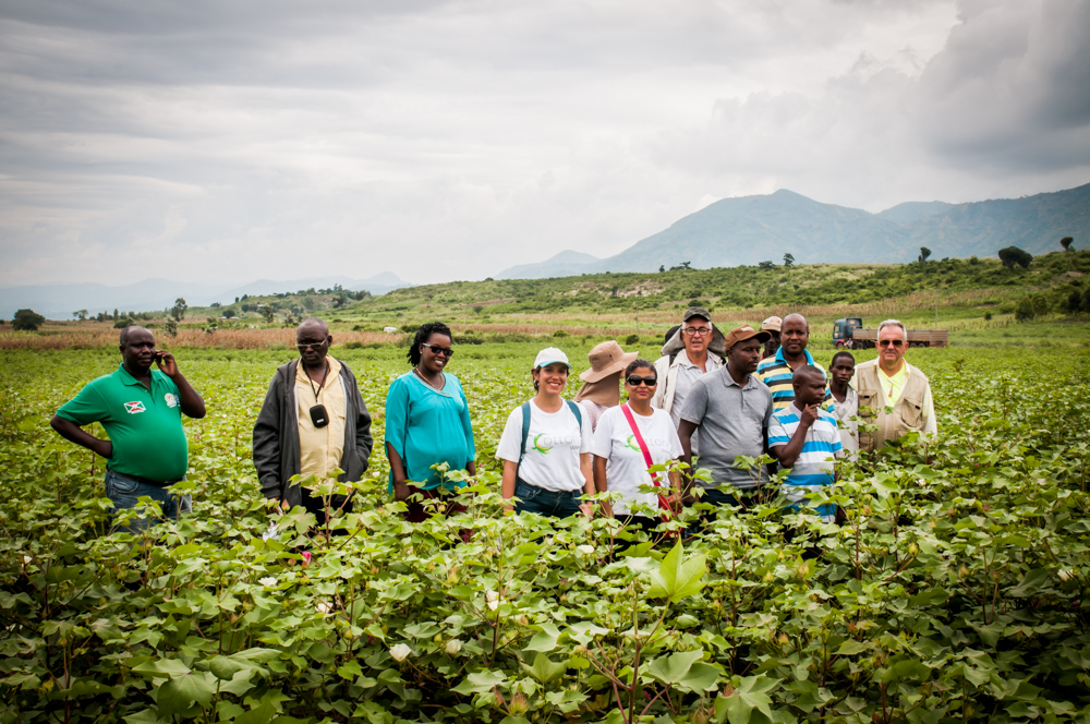 Projeto Cotton Victoria avança, na Tanzânia e no Burundi 2.JPEG