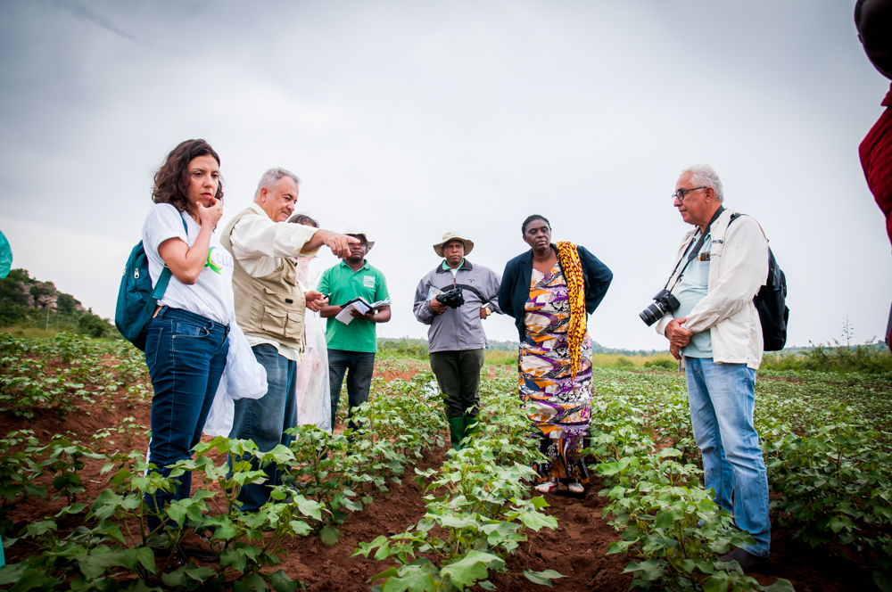 Projeto Cotton Victoria avança, na Tanzânia e no Burundi 6.JPEG