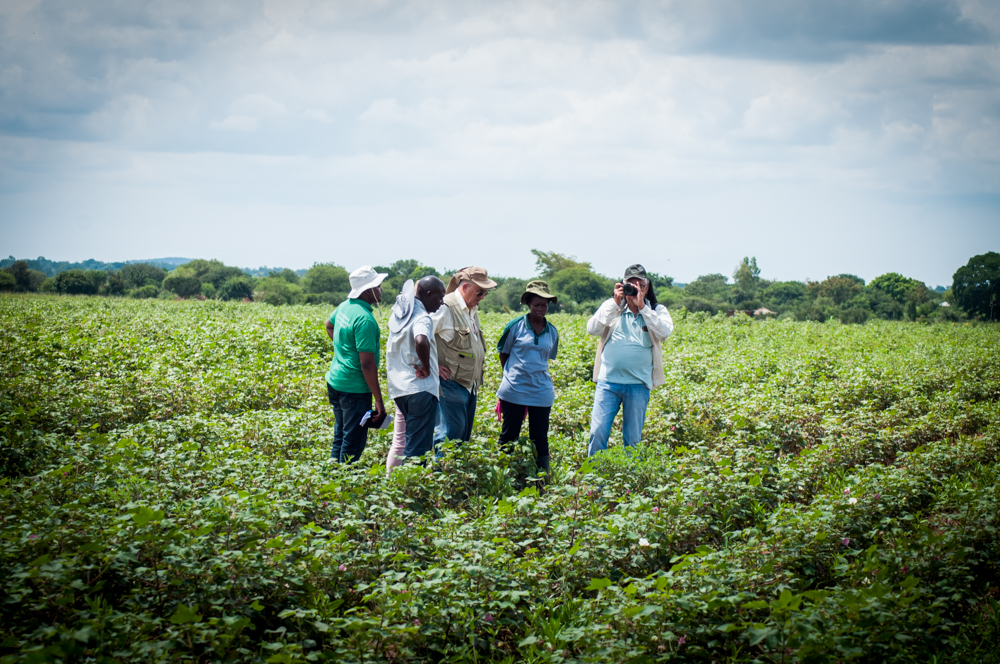 Projeto Cotton Victoria avança, na Tanzânia e no Burundi 7.JPEG