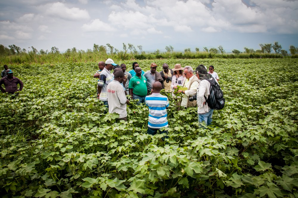 Projeto Cotton Victoria avança, na Tanzânia e no Burundi.JPEG