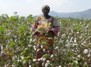 Projeto Cotton Victoria organiza Dias de Campo no Burundi e na Tanzânia.JPEG