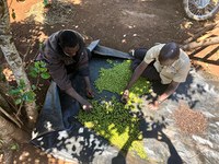 Projeto de Produção sustentável de café em Moçambique é destaque na CNN