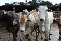 Projeto GEF Biogás Brasil lança o “Curso de Fundamentos do Biogás"