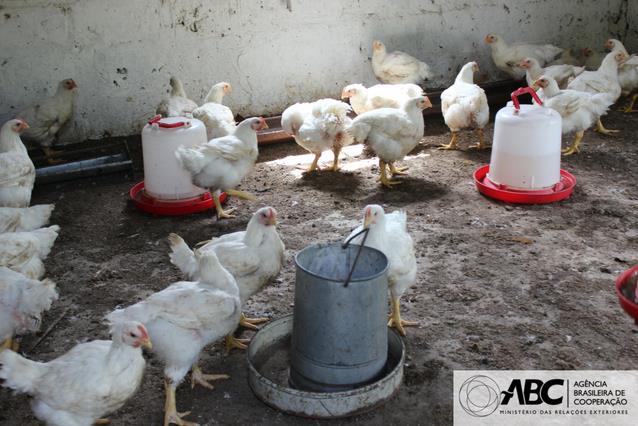 Projeto sobre produção agroecológica no Senegal vai para a segunda fase 5.JPEG