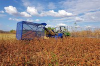 Protótipo de colheitadeira de algodão beneficiará agricultura familiar