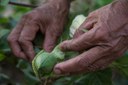 Digitalização da Agricultura é tendência acelerada pela pandemia do Covid-19.JPEG