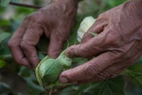 Segundo encontro remoto entre países da América Latina reforça importância da Rede de Alimentação Sustentável