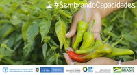 Seminário virtual destacou a construção coletiva e intersetorial da política pública de agroecologia e de produção orgânica no Brasil