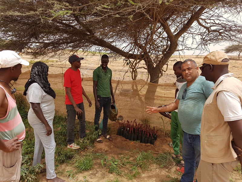 Senegaleses vêm ao Brasil para reunião do comitê gestor do Projeto PAIS-Natangué.JPEG