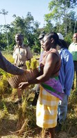 Tecnologia brasileira para o cultivo de arroz em terras altas do Suriname