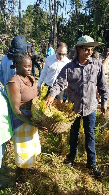 Tecnologia brasileira para o cultivo de arroz em terras altas do Suriname.JPEG