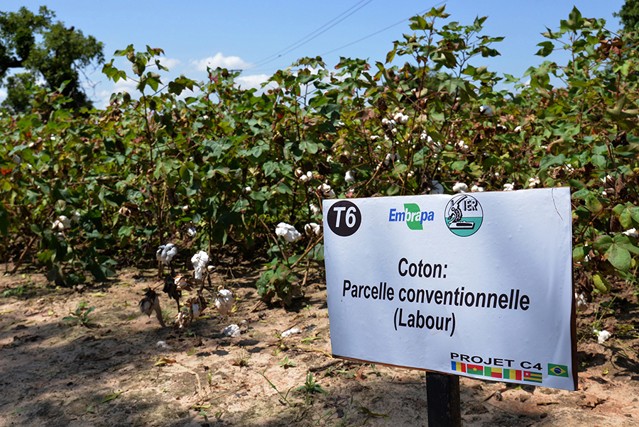 Unidade de aprendizagem agrícola brasileira está instalada em complexo de pesquisa no Mali 11.JPEG