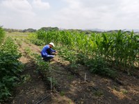 Variedade brasileira de algodão é testada no Equador