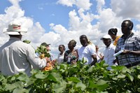 Visitantes africanos conhecem fazenda de algodão em Minas Gerais