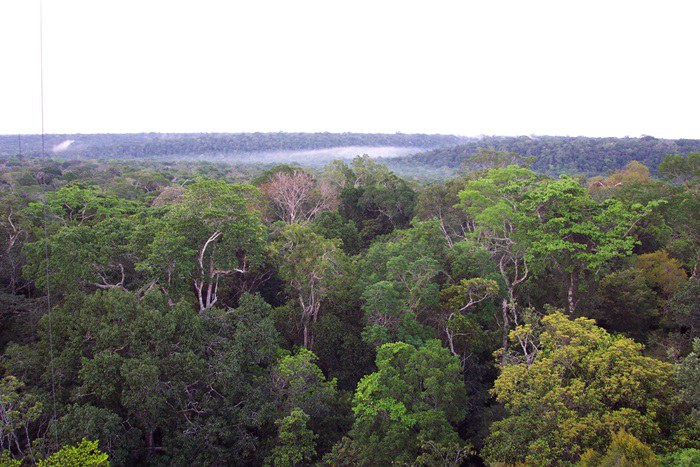 Floresta.amazonia1.jpg