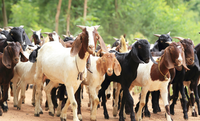 Brazil to export live goats and sheep to Oman