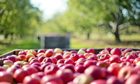 Market access in Peru for Brazilian apple exports