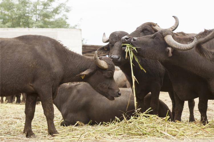 Produtos para Alimentação Animal.jpg