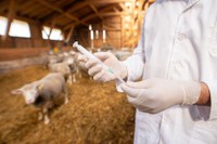 Aberta consulta pública sobre produtos de uso veterinário