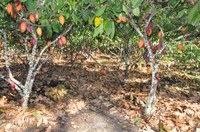 Mapa entrega primeiro Termo de Reconhecimento de Boas Práticas Agrícolas à cadeia produtiva de cacau