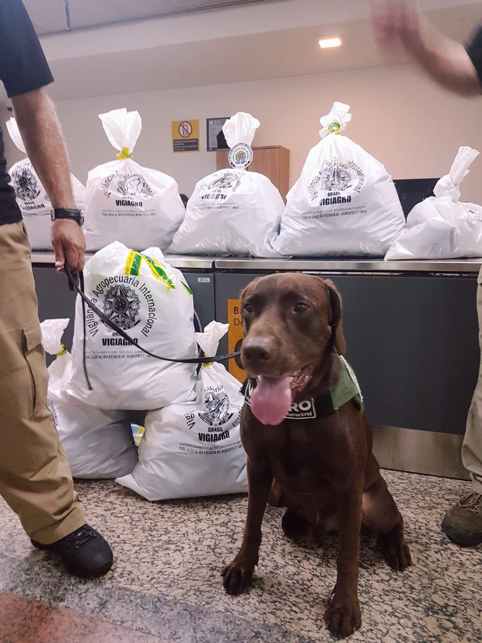 Mapa passa a ter estrutura própria para cães farejadores no Aeroporto  Internacional de Guarulhos — Ministério da Agricultura e Pecuária