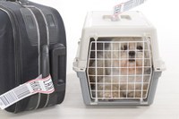 Viagens internacionais com pets aumentam nos meses de férias, saiba qual a documentação necessária