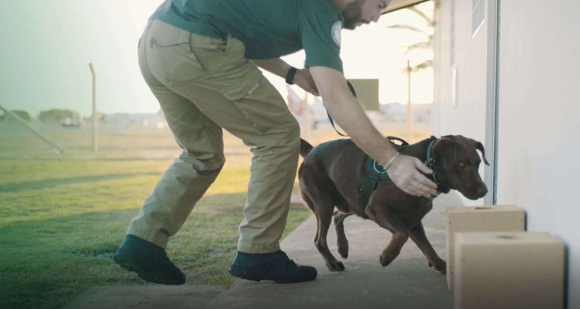 O treinamento dos cães é feito por meio de brincadeiras - Foto: Reprodução/Mapa