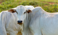 Abertura de mercado na Turquia para exportação de heparina bovina