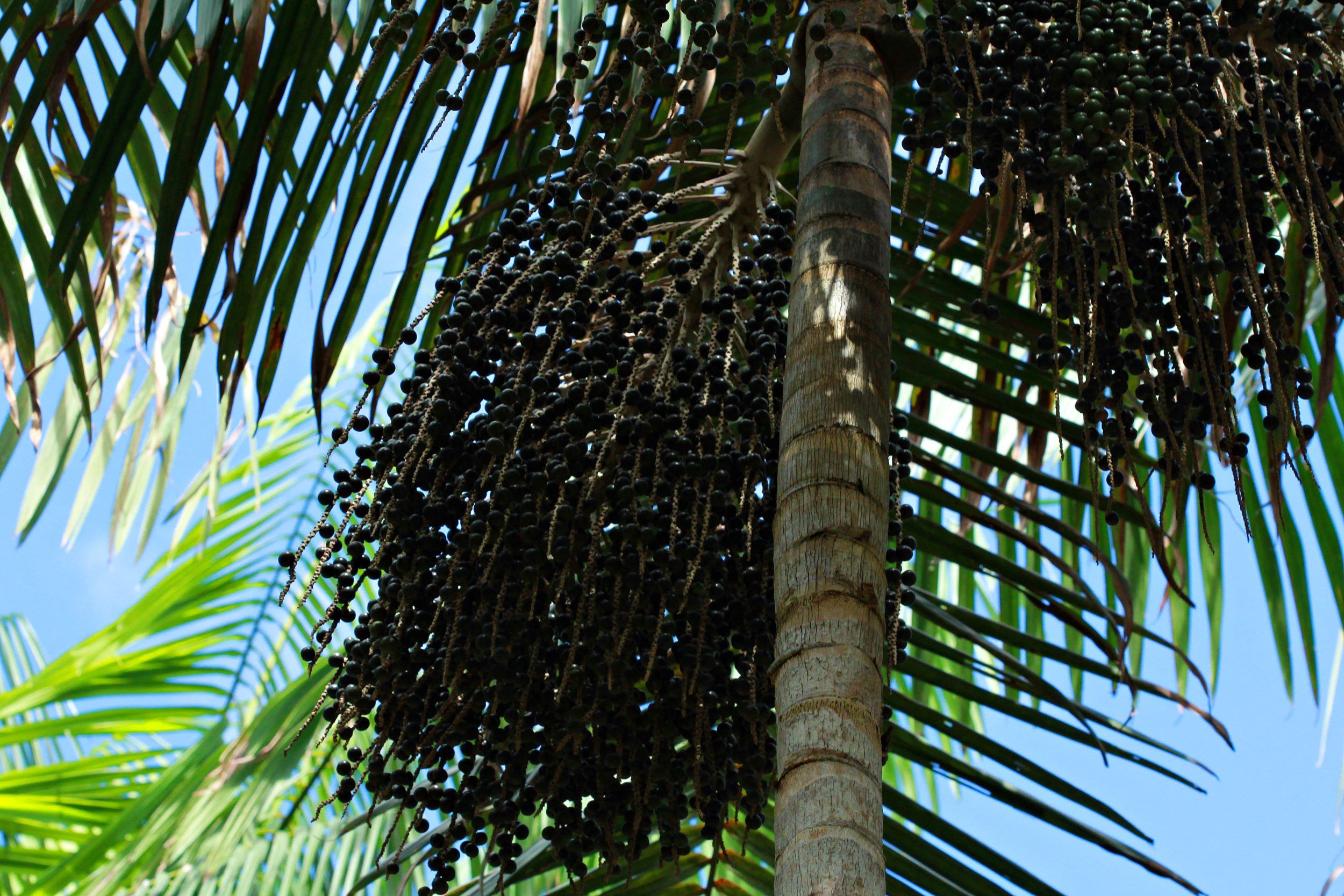 Cacho de açaí céu azul. Foto: Ronaldo Rosa