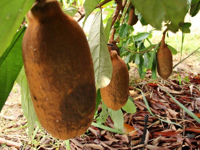 3 Cultivar de cupuaçu em Tomé-Açu-PA - Embrapa - Foto Ronaldo Rosa.jpg