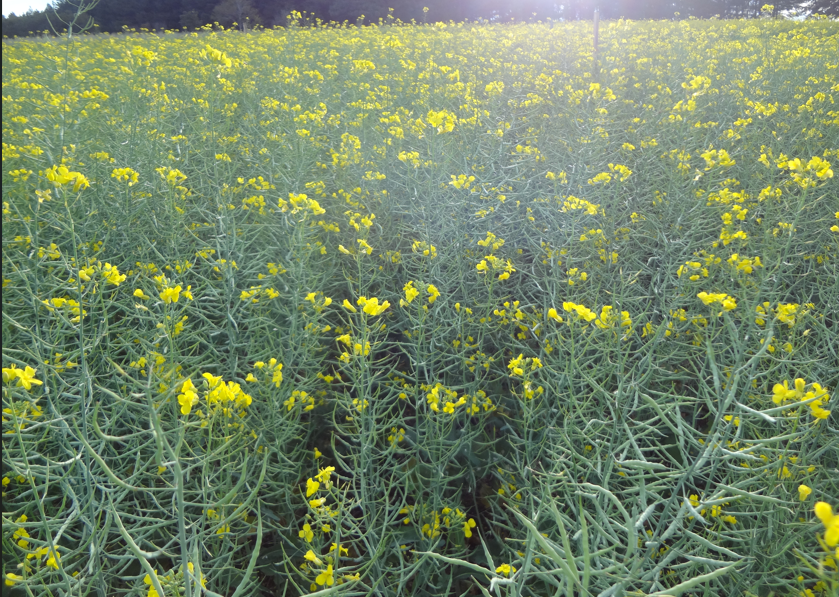 Lavoura de canola na fase de enchimento de grãos. Foto: S. Kovaleski/ Embrapa