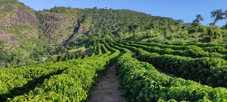 Ufes obtém registro de nova cultivar de café conilon com alto teor