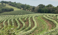 Café do Vale da Grama conquista selo de Indicação Geográfica