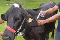 Começa vacinação contra a febre aftosa nesta terça-feira (15)