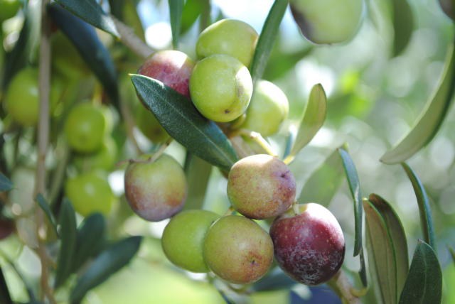 oliveiras oliva paulo lanzetta.jpg