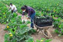 agricultura familiar iStock-1251497626.jpg