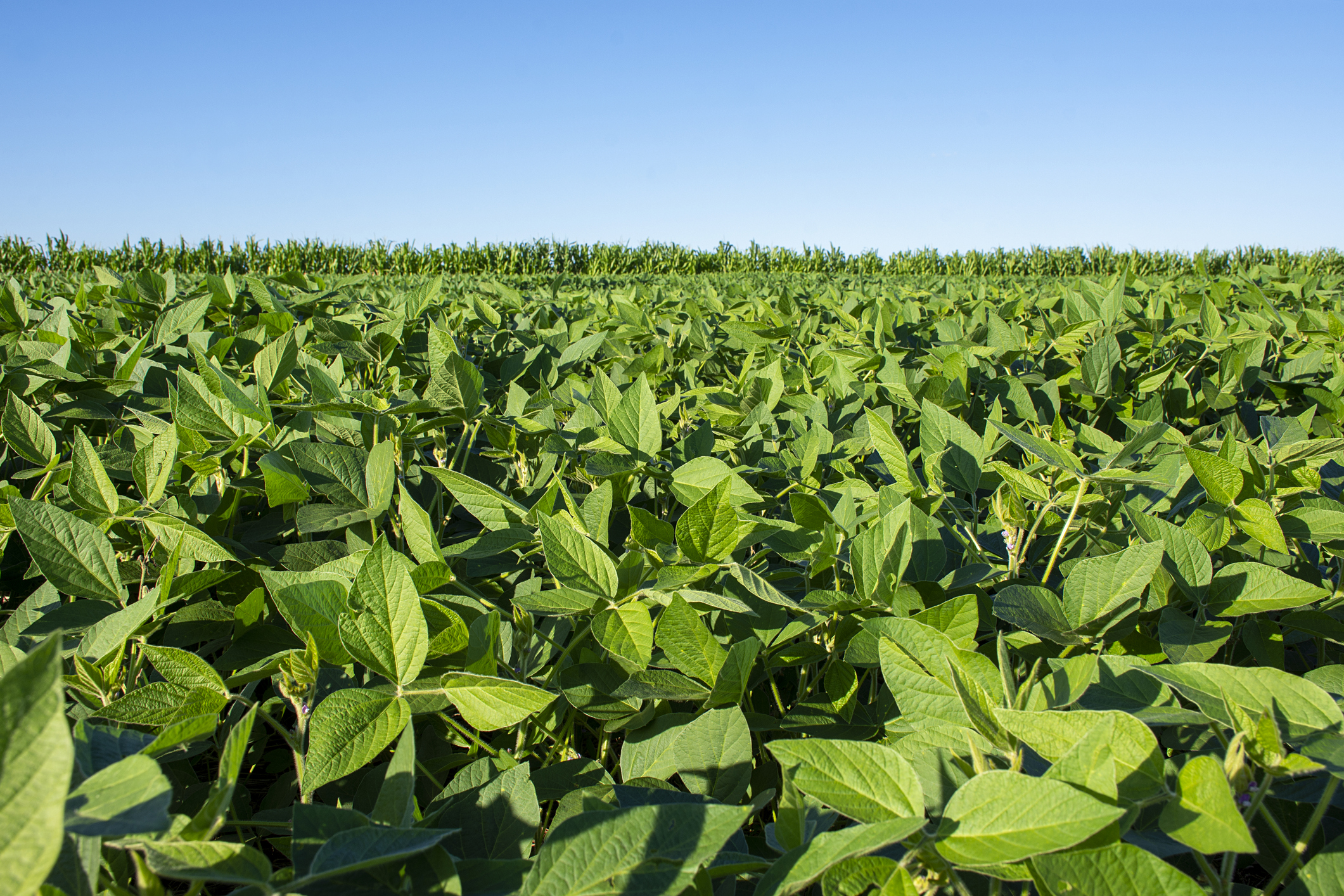 Ufes registra no Ministério da Agricultura a sexta cultivar de