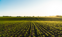 Mapa institui Câmara Temática de Gestão de Risco Agropecuário para enfrentar desafios ambientais e climáticos no setor