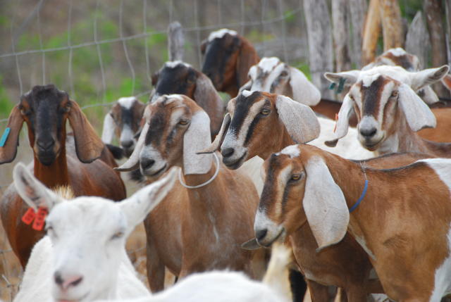 Criação de caprinos e ovinos é destaque da Globo Rural de junho/julho