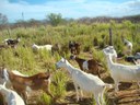 Cabras leiteiras em pasto cultivado