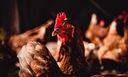 Com a medida, o governo brasileiro aguarda a retirada da suspensão, por parte dos países importadores, para retomada total das exportações de carnes de aves e seus produtos