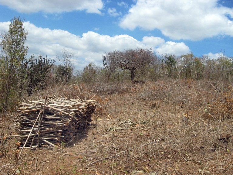 2021_02_05_Caatinga_Capa.jpg