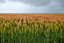 sorgo iStock-530592641.jpg