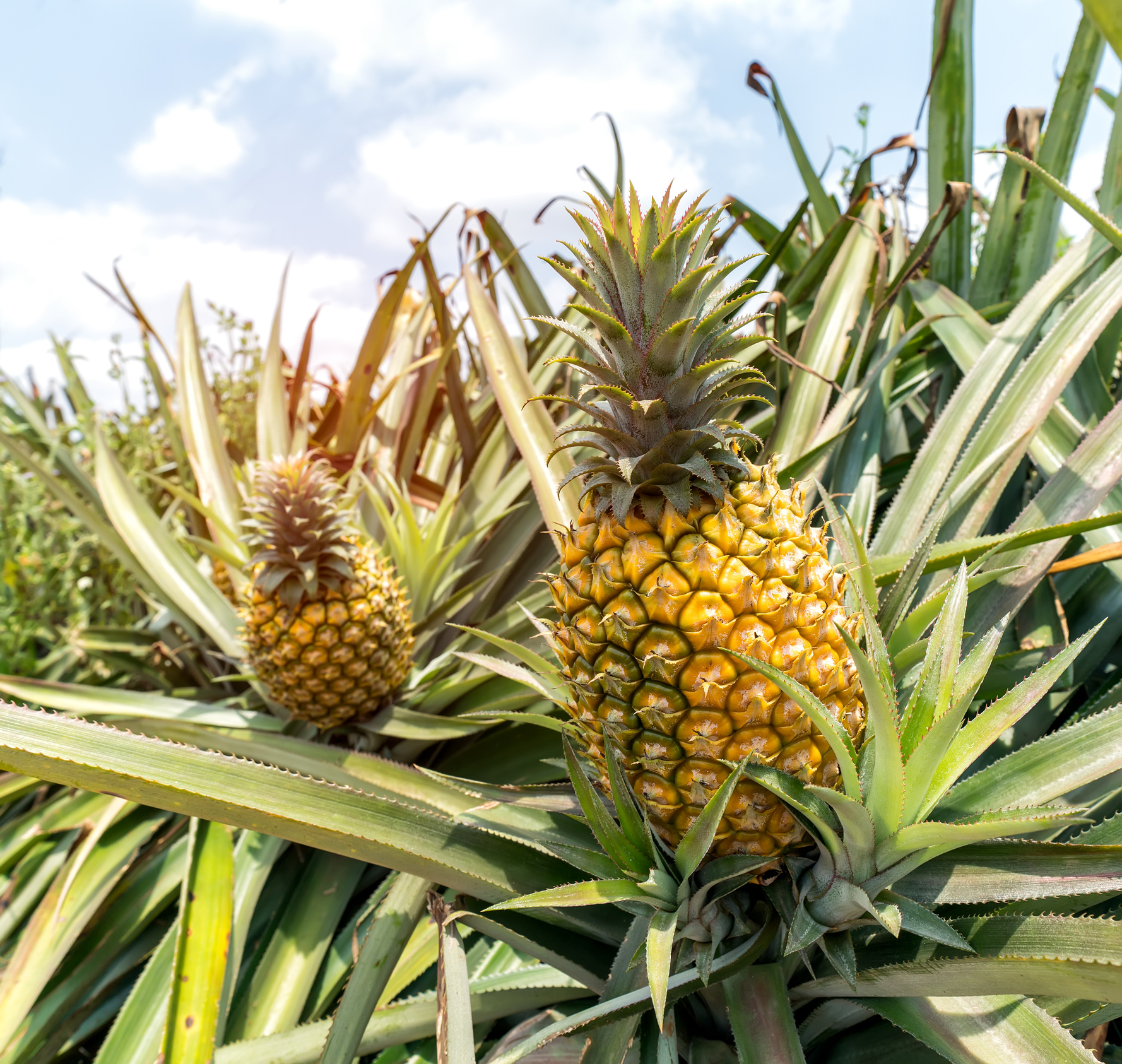 Pregon Agropecuario :: Catálogo de frutas: DAMASCO - Producciones de  Economias Regionales - Fruticultura