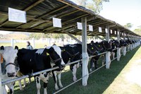 Temperatura e chuva nos últimos meses favorecem a produção de leite