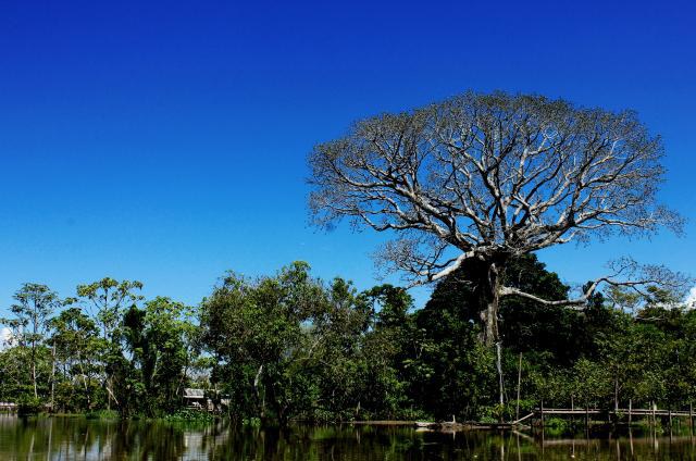 Floresta Amazônica