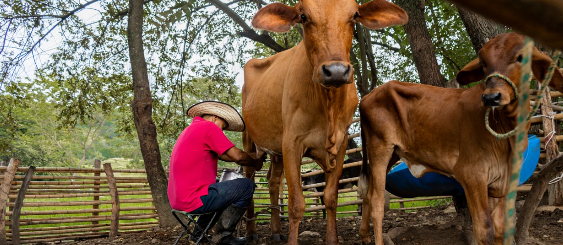 Agricultura Familiar