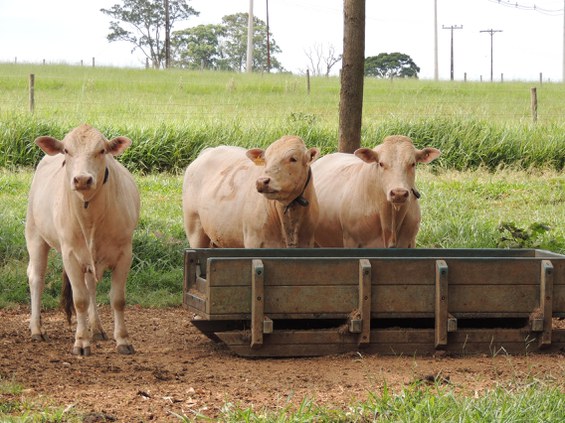 Animais vacinados pela aftosa