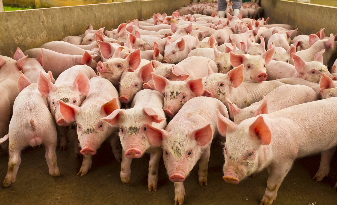 Abertura de mercado na Bolívia para exportação de produtos de reciclagem animal